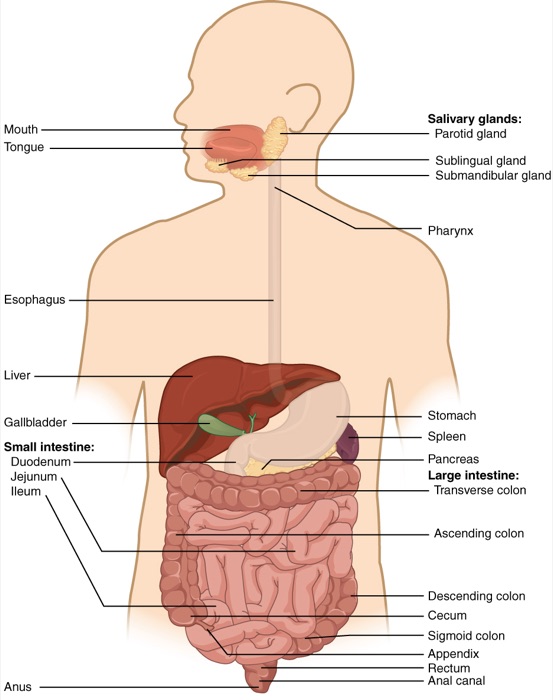 Illustrazione degli organi dell'addome