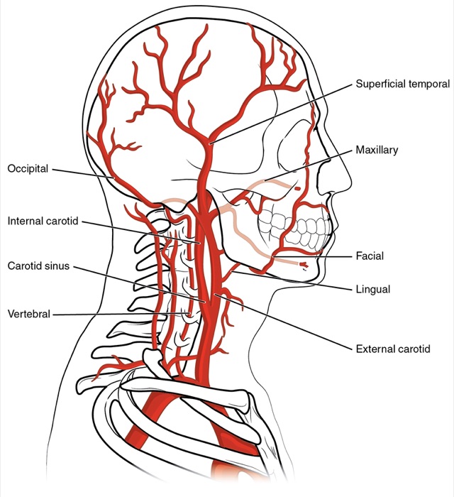 Illustrazione dell'arteria carotide e dei vasi del collo