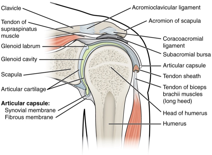 Illustrazione dell'articolazione della spalla