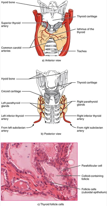 Illustrazione anatomica della tiroide